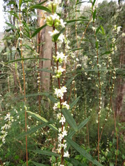 Pimelea axiflora