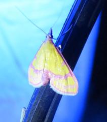 Choristostigma perpulchralis