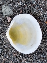 Pseudarcopagia disculus