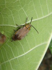 Poneridia semipullata