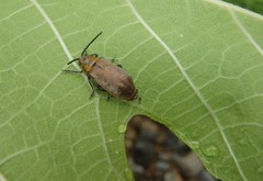 Poneridia semipullata