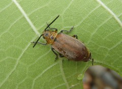 Poneridia semipullata