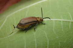 Poneridia semipullata