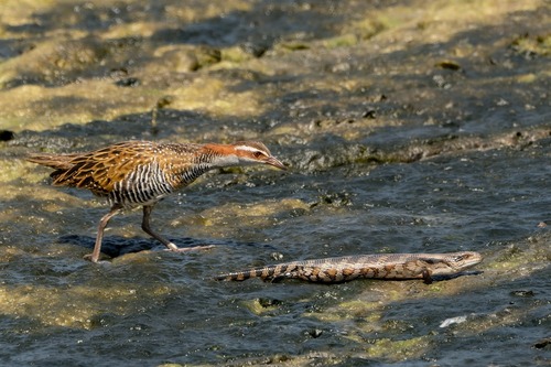 Buff-Banded Rail
