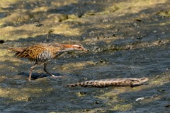 Buff-Banded Rail