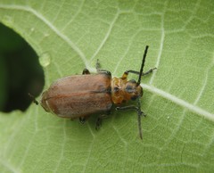 Poneridia semipullata