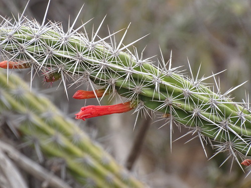 Image of Stenocereus alamosensis by (c) Alexis López Hernández, some rights reserved (CC BY)