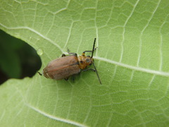 Poneridia semipullata