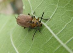 Poneridia semipullata