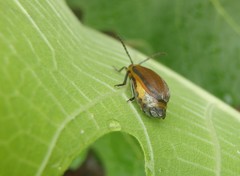 Poneridia semipullata