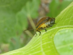 Poneridia semipullata