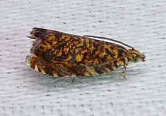 Dichrorampha leopardana