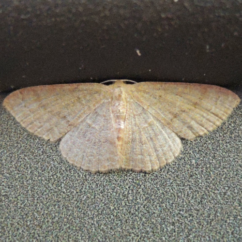 Common Tan Wave photo 3