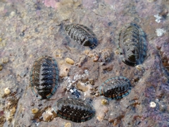 Sypharochiton sinclairi