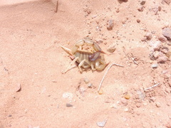 Androctonus amoreuxi