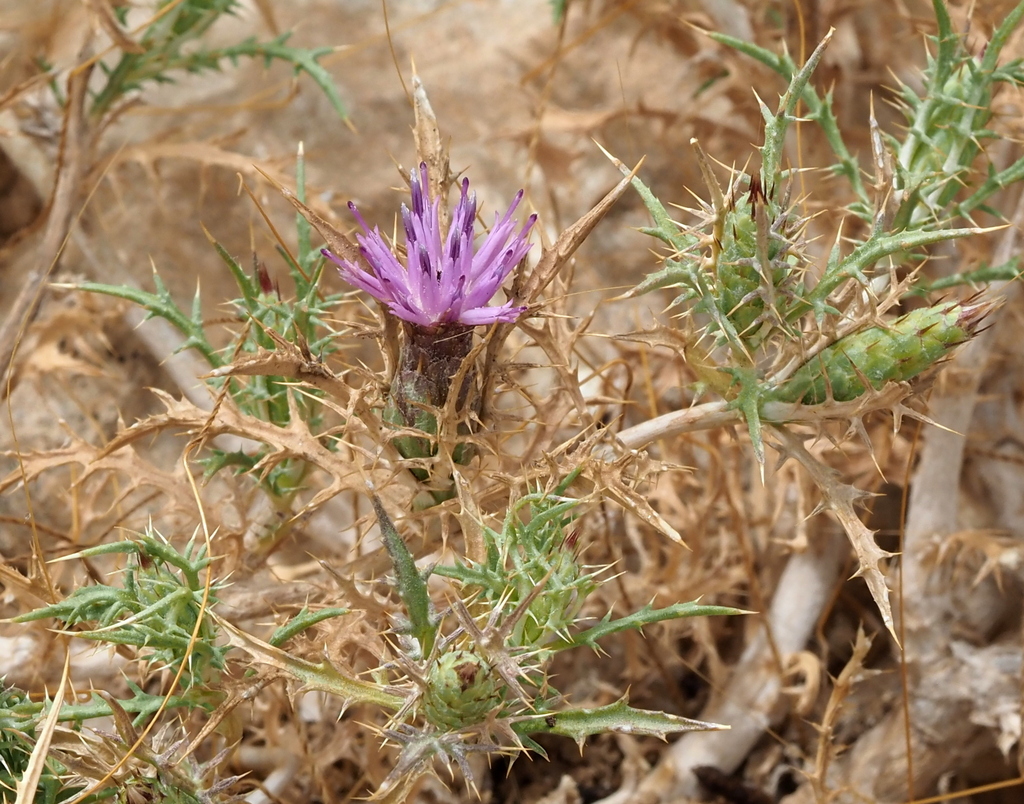 Atractylis serratuloides