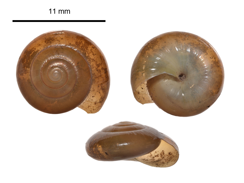 Morlina glabra