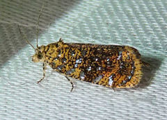 Olethreutes astrologana