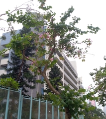Bauhinia × blakeana