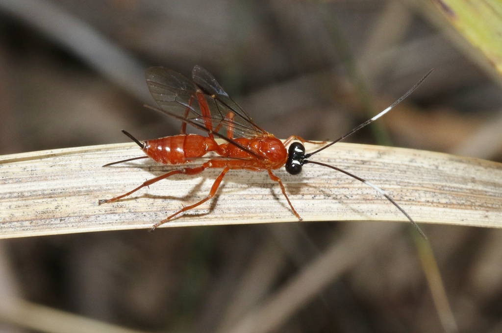 Stiromesostenus