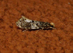 Monopis marginistrigella