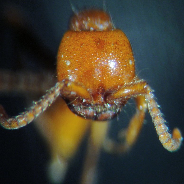 Neivamyrmex californicus
