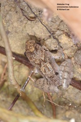Limnonectes malesianus