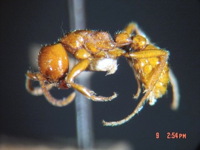 California Legionary Ant
