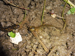 Salamandra algira algira