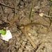 Salamandra algira algira - Photo (c) menad_b, alguns direitos reservados (CC BY-NC), uploaded by menad_b