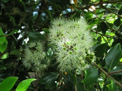 Metrosideros bartlettii