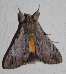 Ulotrichopus catocala