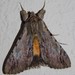Orange Underwing - Photo (c) qgrobler, some rights reserved (CC BY-NC), uploaded by qgrobler