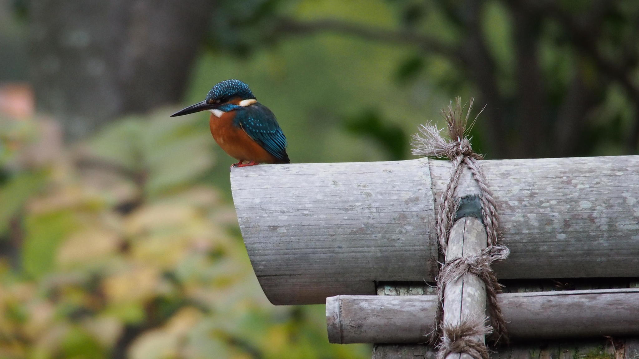 Common Kingfisher
