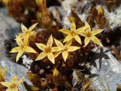 Stackhousia minima