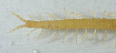 Taiyuna isantus