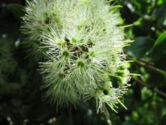 Metrosideros bartlettii