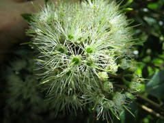 Metrosideros bartlettii