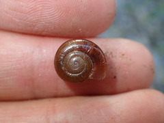 Glyptostoma gabrielense