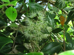 Metrosideros bartlettii