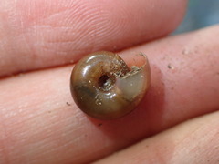 Glyptostoma gabrielense