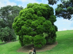 Metrosideros bartlettii