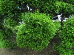 Metrosideros bartlettii