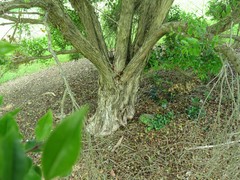 Metrosideros bartlettii