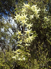 Clematis forsteri