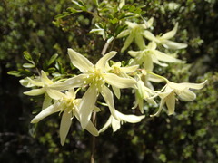 Clematis forsteri