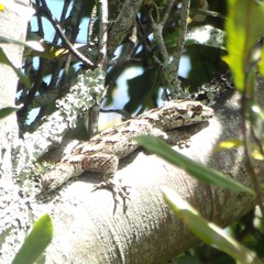 Mokopirirakau southern north island