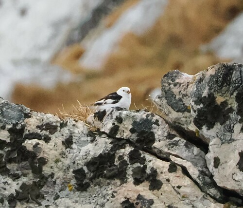 Bruant des neiges, mâle