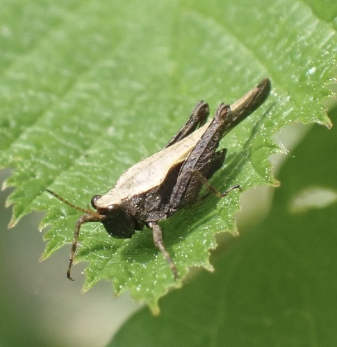 Slender Groundhopper, Beerze, Boxtel, North Brabant, NL, photo 9 of 10