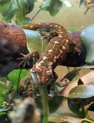 Naultinus rudis